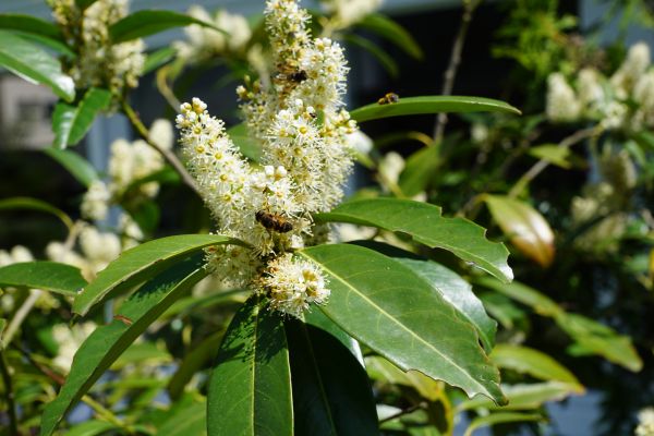 árbol, flor, planta, hoja, flor, arbusto