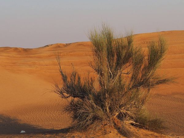 paysage, le sable, horizon, région sauvage, prairie, colline