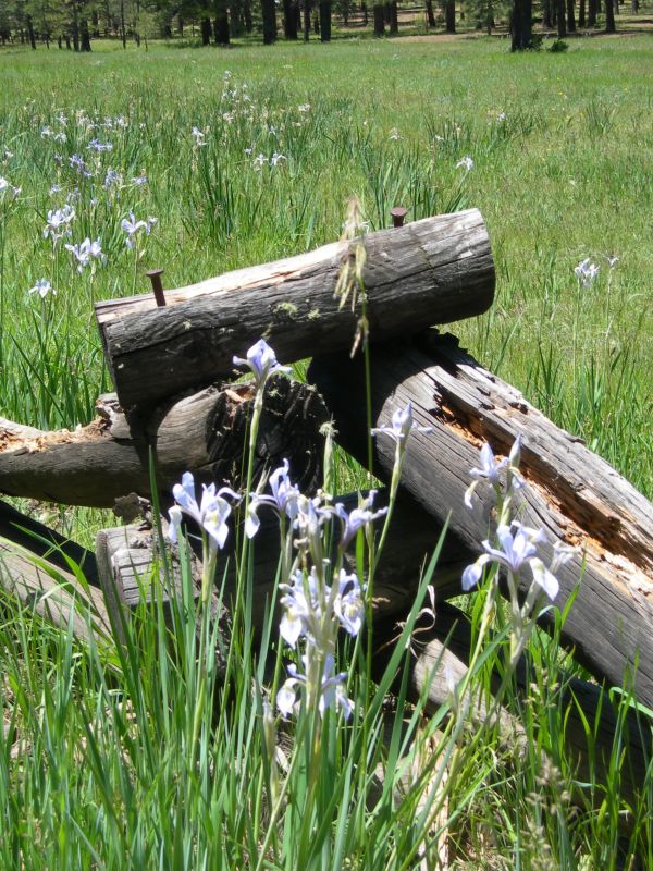 árvore,natureza,grama,plantar,pântano,campo