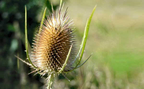 Natura, trawa, kwitnąć, kolczasty, roślina, słońce