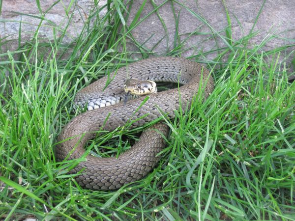 Natura, dzikiej przyrody, gad, fauna, wąż, grzechotnik