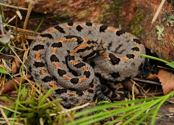 Natur, Tierwelt, Boden, Sommer-, natürlich, USA