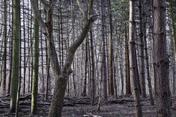 albero, foresta, palude, natura selvaggia, ramo, inverno