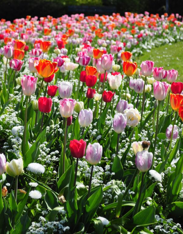 natur,utomhus-,växt,blomma,kronblad,blomma