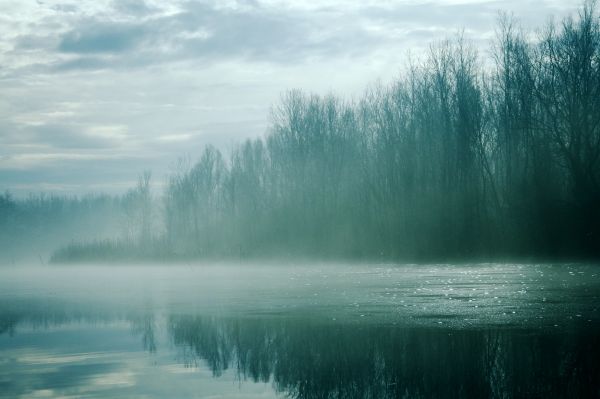 пейзаж, дерево, воды, природа, лес, холодно