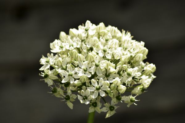 la nature,branche,fleur,plante,blanc,de plein air