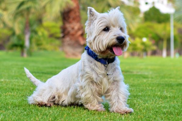 犬,哺乳類,脊椎動物,犬種,犬,テリア