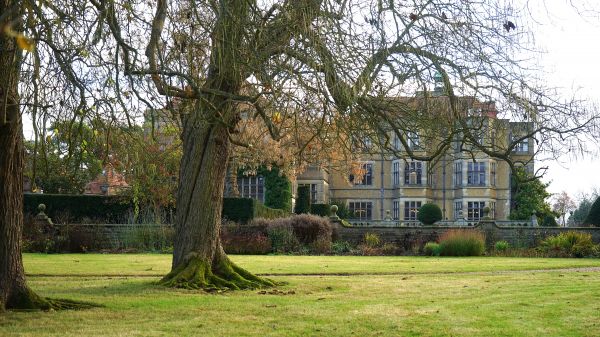 boom,architectuur,gazon,wijnoogst,landhuis,platteland