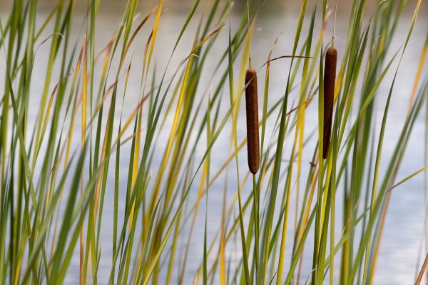 herbe,branche,plante,feuille,champ,pelouse