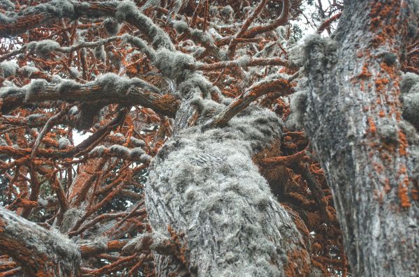 gren,tre,natur,skog,snø,vinter