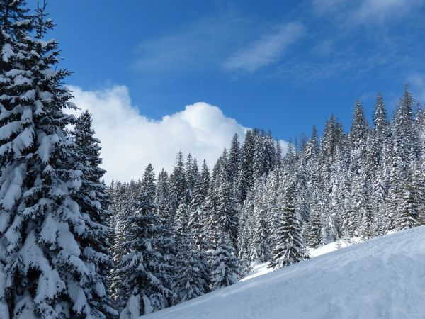 Landschaft, Baum, Wald, Wildnis, Berg, Schnee