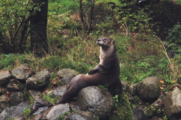 自然,森林,動物,野生動物,動物園,岩