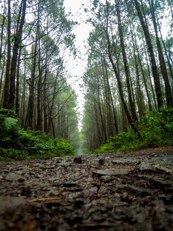 tree, nature, forest, wilderness, plant, road