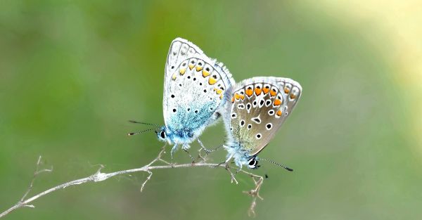 alam, sayap, bunga, serangga, fotografi, hidup