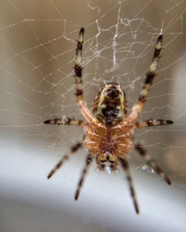 nature, spiderweb, web, insect, macro, natural