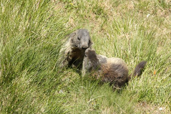 animal, animais selvagens, mamífero, esquilo, roedor, fauna