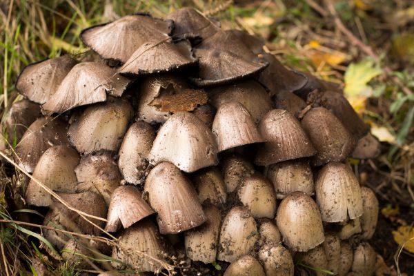 natur, Skov, efterår, champignon, svamp, jord