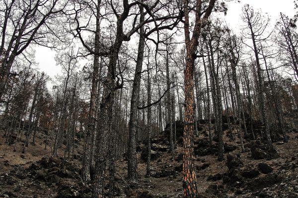 albero,foresta,natura selvaggia,ramo,pianta,pista