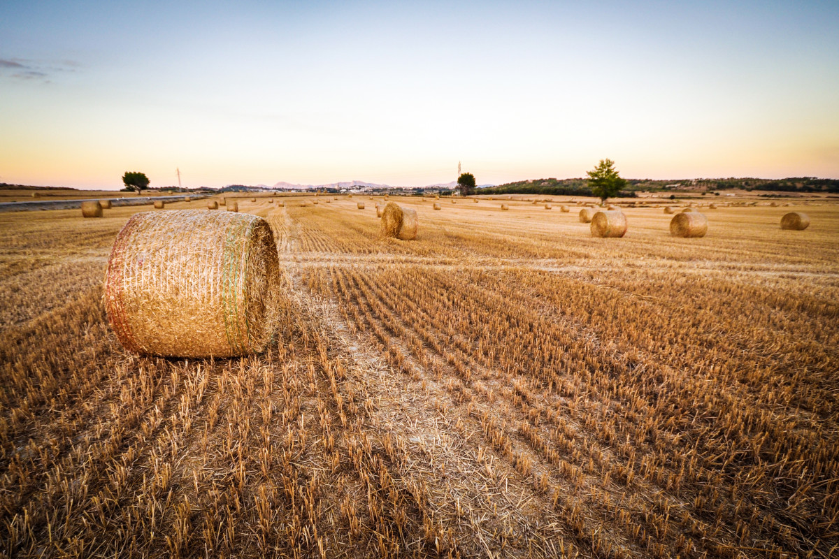 plante, foins, champ, blé, prairie, aliments, récolte, surgir, sol, agriculture, plaine, paille, zone rurale, Famille d'herbe