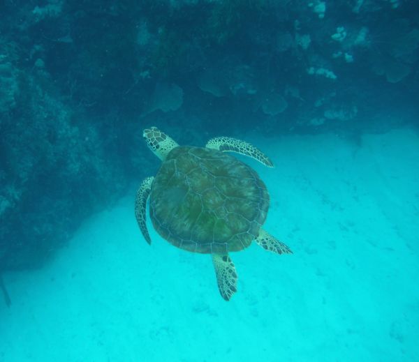 mare, apă, natură, ocean, animal, scufundare