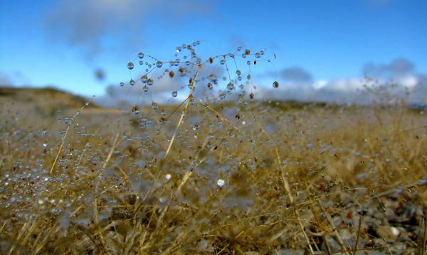 Baum, Natur, Gras, Sand, Pflanze, Feld