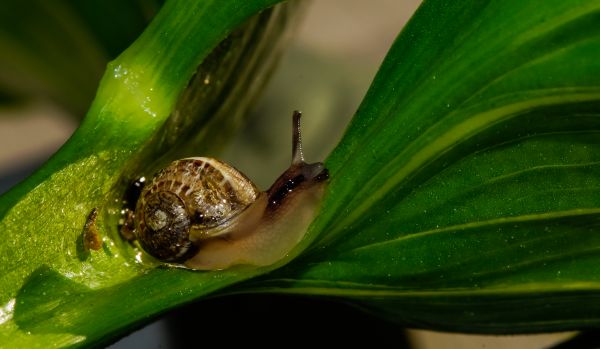 natur,fotografering,blad,blomst,Foto,grøn