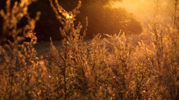 tre,natur,skog,gress,solskinn,sol