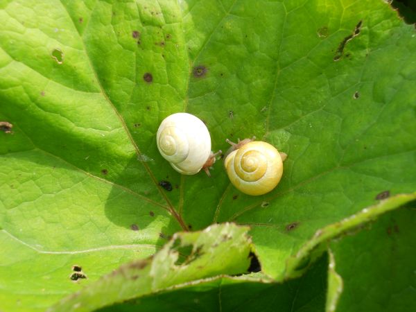 Natur, Blatt, Blume, Grün, Pflanze, Liebe