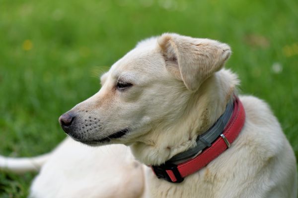 valp, hund, kjæledyr, pattedyr, virveldyr, labrador retriever