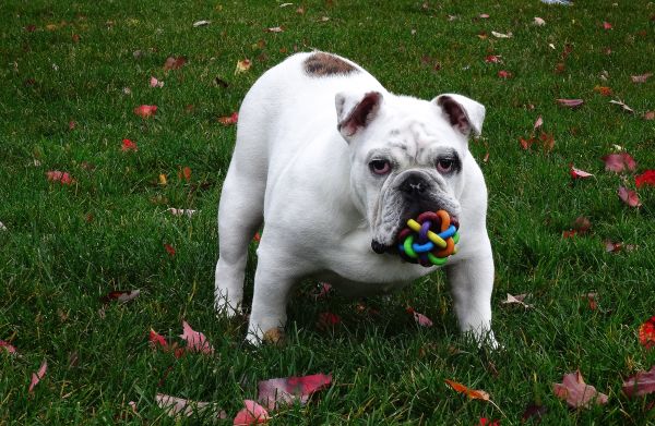 hundehvalp,hund,pattedyr,hund legetøj,bulldog,hvirveldyr