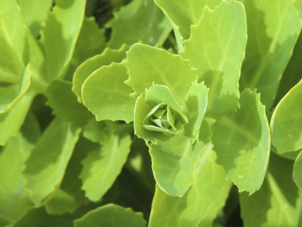 fabriek, blad, bloem, eten, groen, de lente