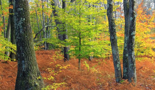 arbre, la nature, forêt, région sauvage, plante, Piste