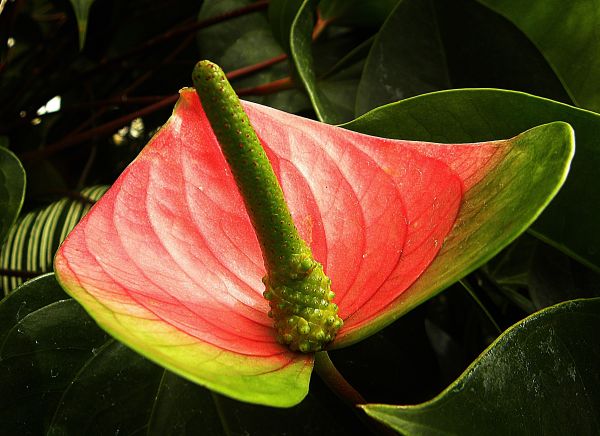 plant,leaf,flower,petal,green,nature