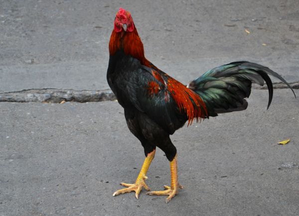 naturaleza, pájaro, ala, para caminar, la carretera, blanco