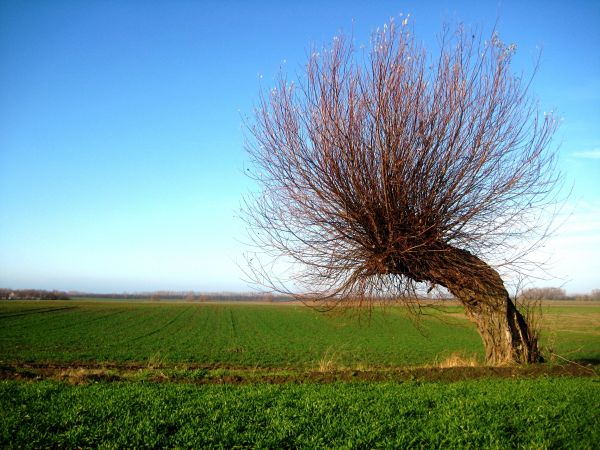 paisaje, árbol, naturaleza, césped, horizonte, nube