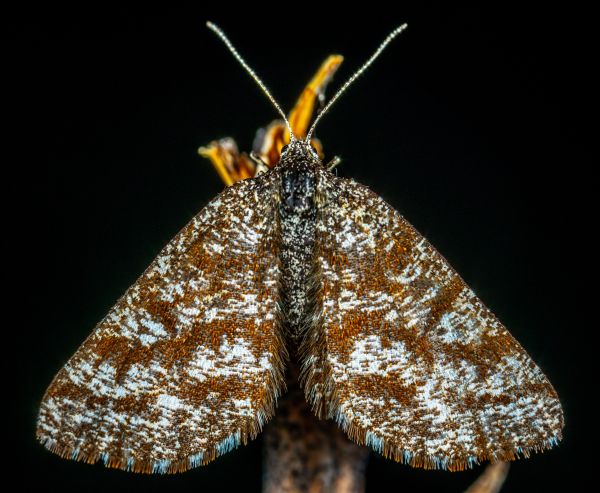 Polillas y mariposas, polilla, insecto, invertebrado, Lymantria dispar dispar, Bombycidae