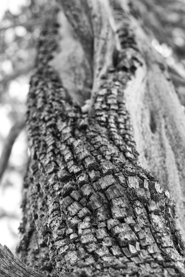 tree,nature,forest,branch,plant,black and white