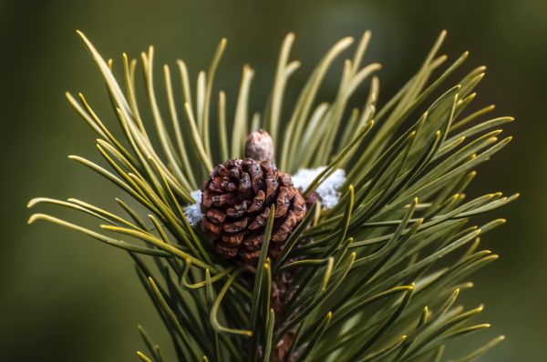 pohon, cabang, menanam, daun, bunga, pinus