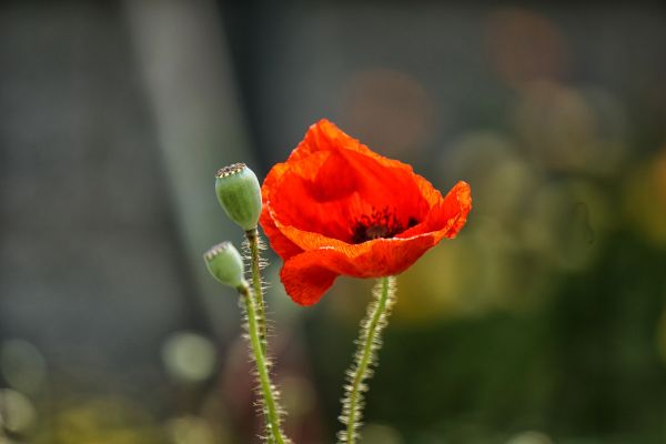 natur, blomma, växt, blomma, kronblad, fotografi