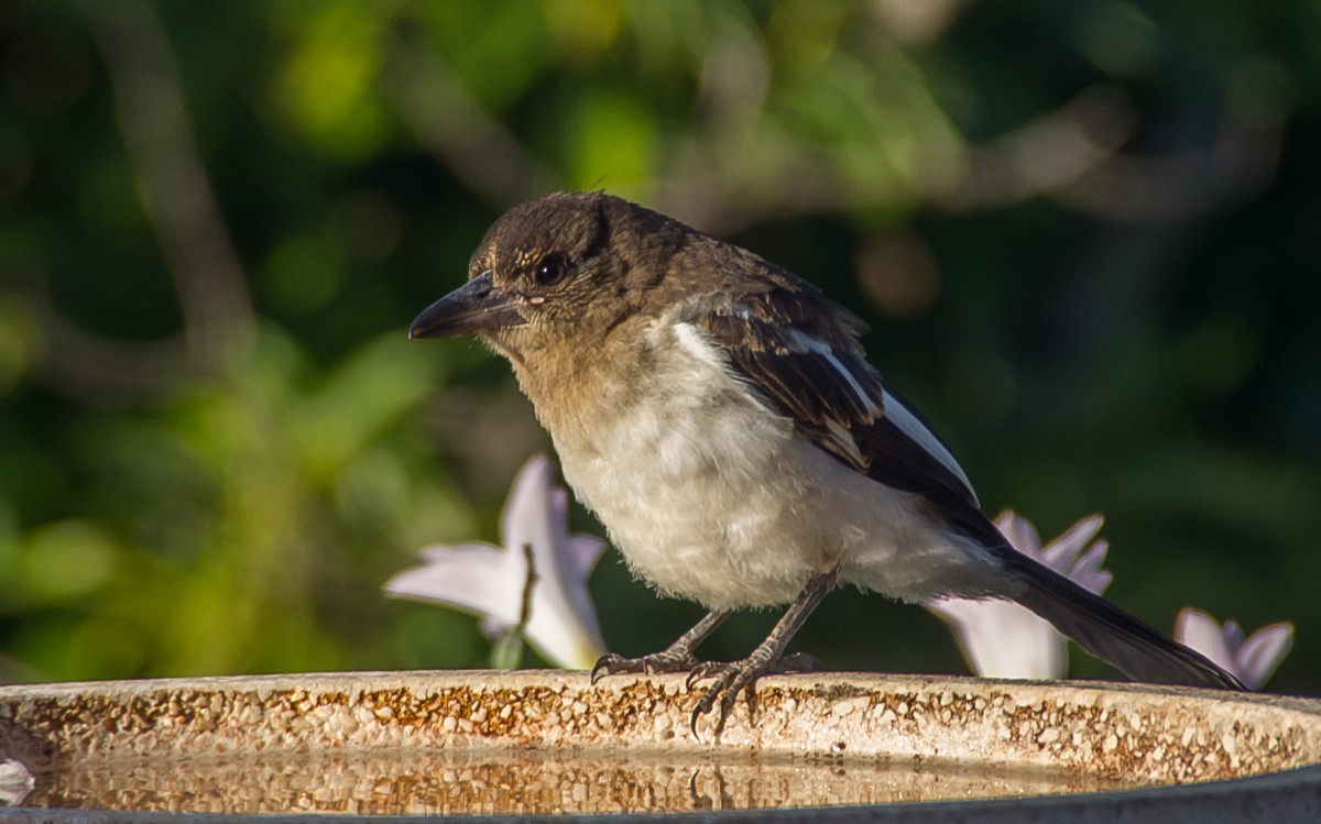 príroda, vetva, vták, biely, zver a rastlinstvo, divoký, mladý, našuchorený, zobák, čierna, fauna, Austrália, perie, stavovcov, vrabec, pinka, Queensland, Brambling, oriešok, vrabec, Lejskovití, prehliadanie vták, Emberizidae, Cinclidae, slávik, Flétňák Černohrdlý, butcherbird