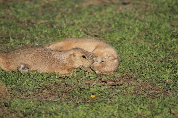 gras, wildlife, zoogdier, eekhoorn, knaagdier, fauna