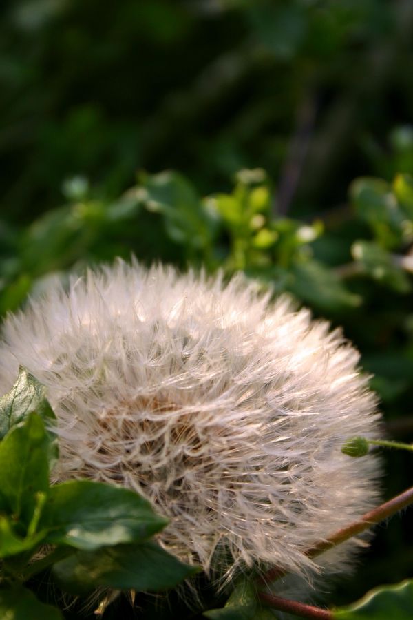 nature, grass, plant, meadow, dandelion, leaf