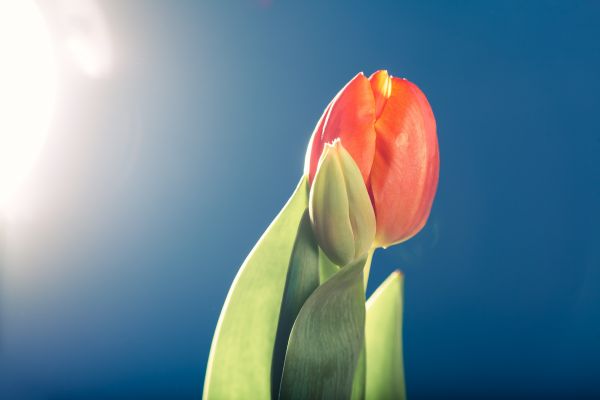 nature, light, plant, flower, petal, tulip