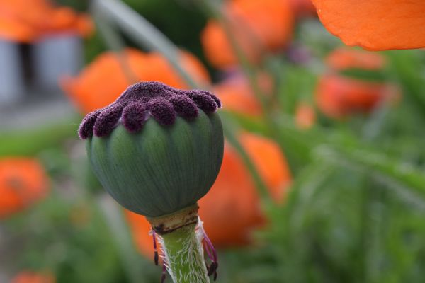 natuur, bloesem, fabriek, veld-, bloem, blad