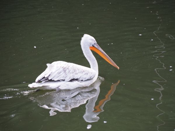 doğa, kuş, kanat, pelikan, Seabird, Vahşi hayat