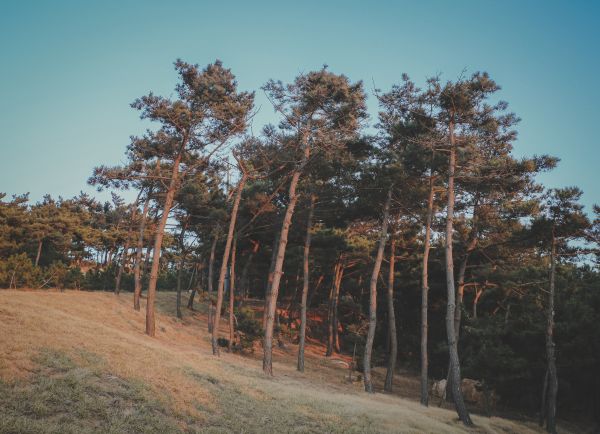 árbol, naturaleza, planta, bosque, película, otoño