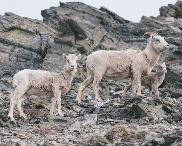 villieläimet,lammas,nisäkäs,lumivuohi,eläimistö,selkärankainen