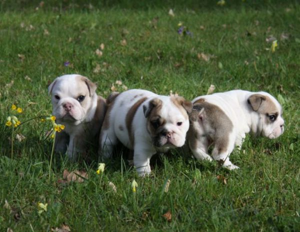 szczeniak,pies,ssak,buldog,kręgowiec,Buldog francuski