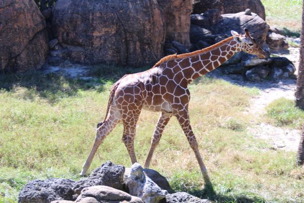 wildlife,zoo,mammal,fauna,giraffe,animals