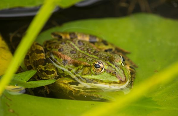 eau, la nature, Lac, animal, étang, faune